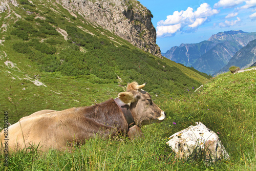Kuh - Allgäu - gemütlich - Braunvieh - Alpen - Oberstdorf - Sommer