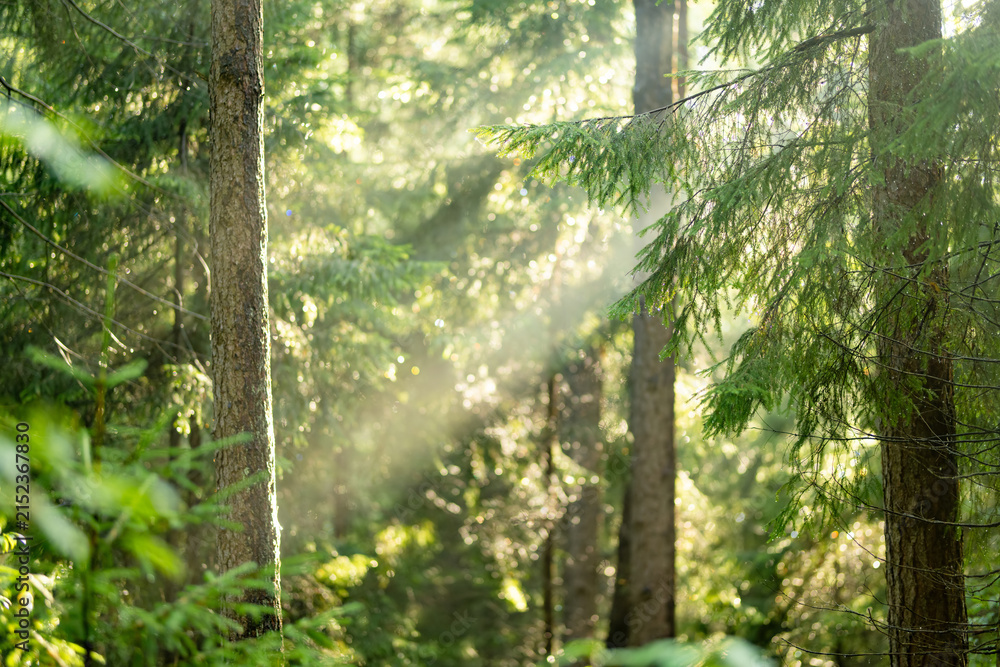 Obraz premium Lush green forest with dense undergrowth illuminated by soft summer sunlight. Peaceful woodland scenery creates a natural atmospheric background.