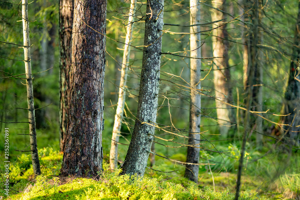 Obraz premium Sunlight filters through a quiet conifer forest with mossy ground and tall straight trees. Peaceful woodland scene creates a fresh natural atmosphere.