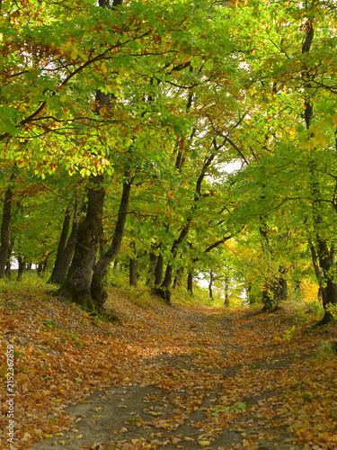A path through beech woods that are beginning to take on the stunning colours of autumn foliage.