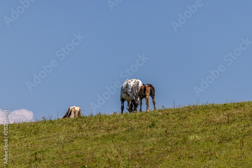 Österreich Pferd
