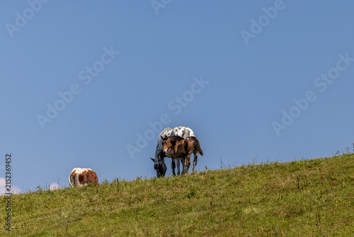 Österreich Pferd