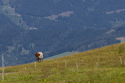 Österreich Tier 