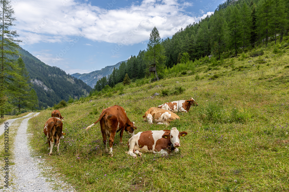 Naklejka premium Österreich - Alm