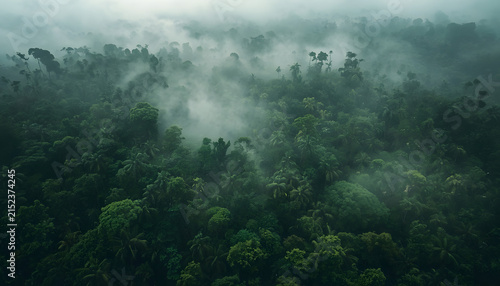 Misty Tropical Rainforest Canopy Covered in Dense Green Vegetation and Atmospheric Morning Fog