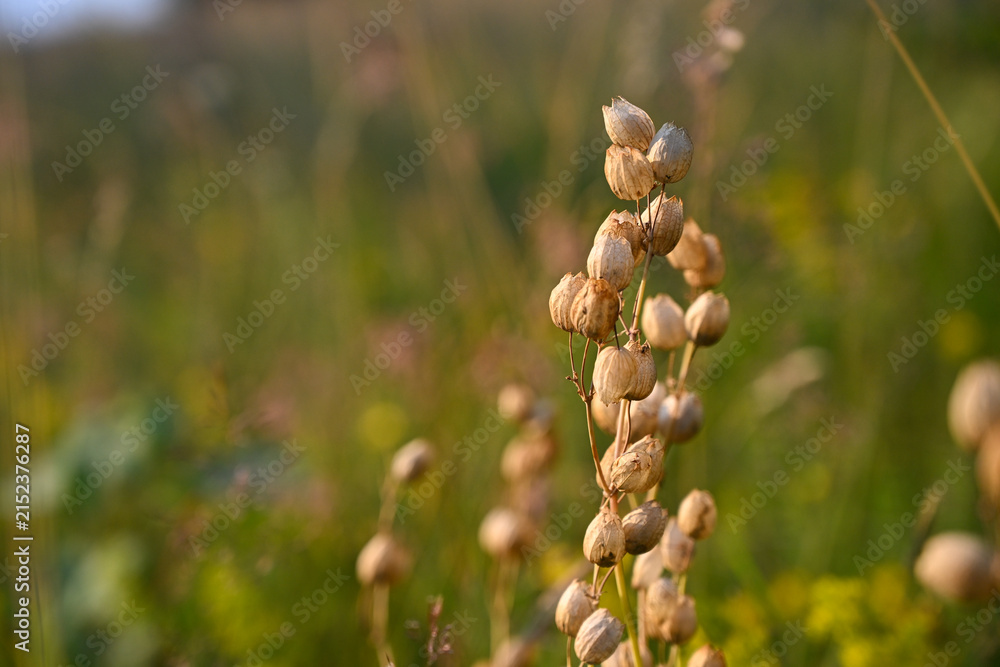 Fototapeta premium Yellow rattle mountain flower in a green grass field. Wild Rhinanthus minor flowers growing in a sunny summer meadow.