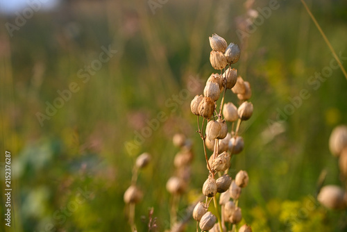 Yellow rattle mountain flower in a green grass field. Wild Rhinanthus minor flowers growing in a sunny summer meadow.