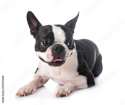 Canvas Print boston terrier in studio