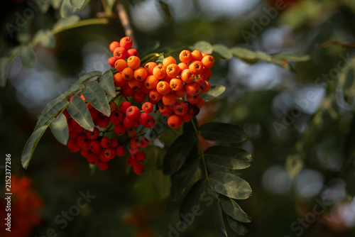 Close-up of ripe red rowan berries clusters illuminated by sunlight on a tree branch against a dark blurred background.  
