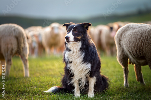 Perro pastor