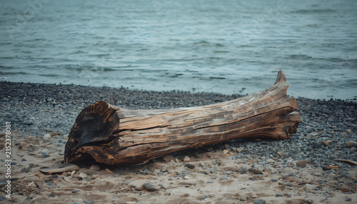 Weathered Driftwood on a Rocky Shoreline Overlooking a Calm Blue Ocean in Soft Natural Light