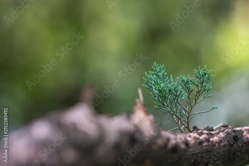 Quadro su tela Young Evergreen Sprout Growing on Fallen Tree Branch with Soft Green Fore