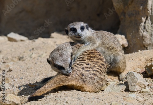 Obraz na płótnie Meerkat (Suricata suricatta)