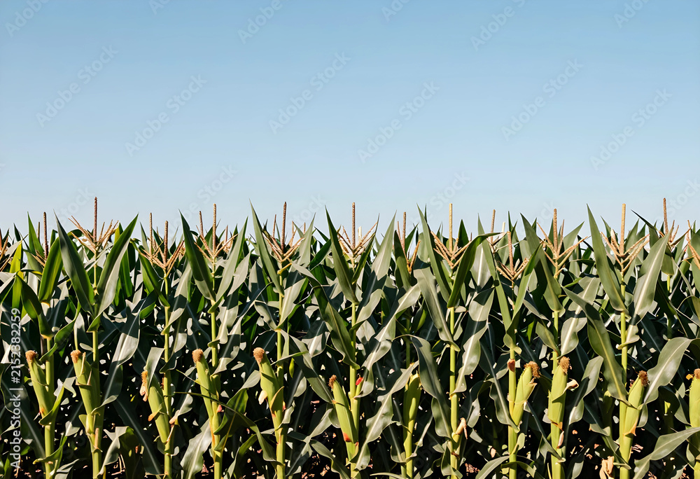 Obraz premium Green cornfield with maturing ears and tassels under a clear blue sky, Agriculture and farming