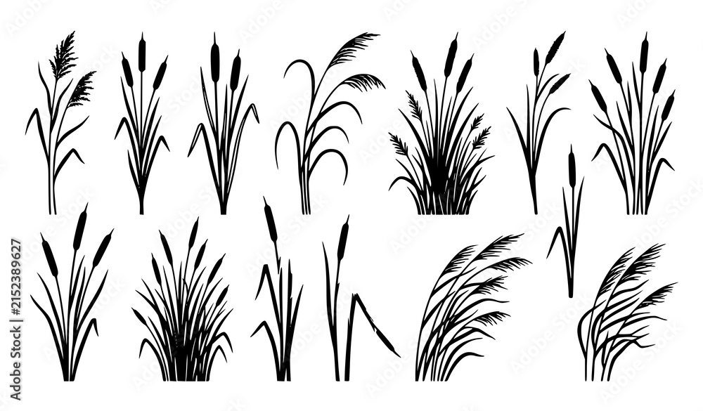 Fototapeta premium Collection of hand drawn grass, reeds and wild meadow foliage in different natural botanical forms