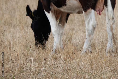 Holstein cow grazing on dry grass, partly visible. The dry grass is straw-colored, indicating a lack of recent rainfall. The cow's head is lowered, focusing on eating. 