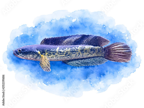 Watercolor illustration of a snakehead fish with detailed scales and fins on a blue watercolor wash, isolated on white, suitable for aquatic life, freshwater fish, nature, and food themes.