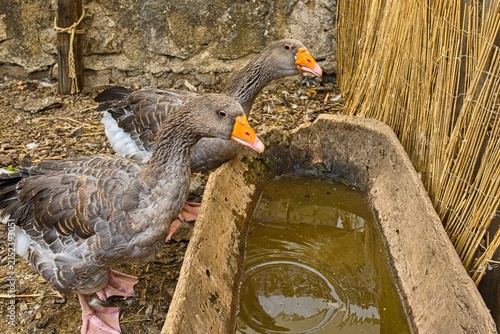 Obraz na płótnie Side view of two gray domestic geese standing next to a rustic carved wooden water trough in a farmyard