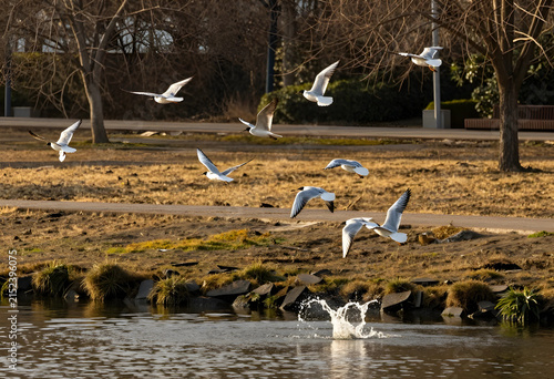 Flock of seagulls flying ov...