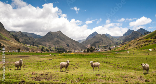 Sheeps grazing in the green hills of Zumbahua, at an altitude of 3.508 meters in the Ecuadorian Andes, in the Pujili Canton of Cotopaxi Province, Ecuador