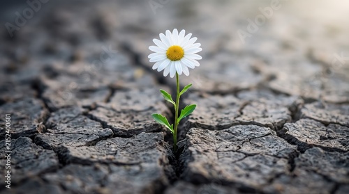 White daisy flower growing alone in cracked dry earth, symbolizing hope, resilience and survival in harsh drought conditions or environmental crisis.