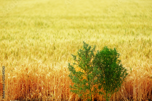 Foto Wheat and Tares or Weeds Together in Crop Field Representing the Symbolism of Bi