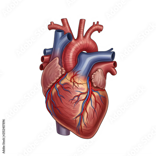 Detailed human heart illustration isolated on white background