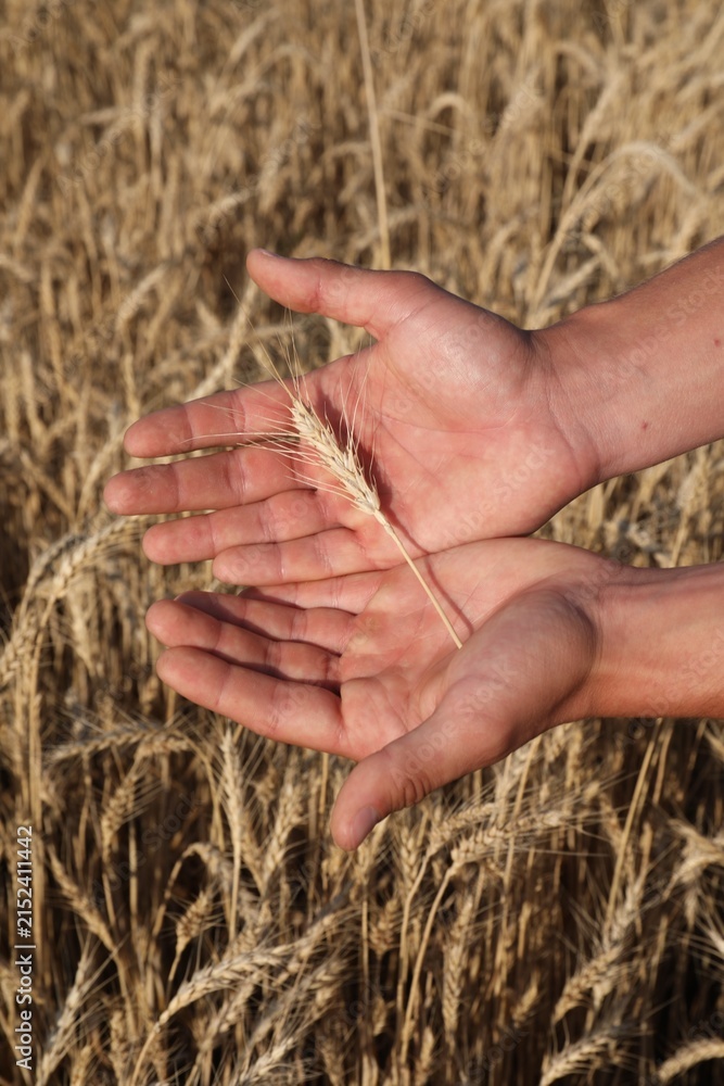 Obraz premium Man holding wheat spike in field, closeup