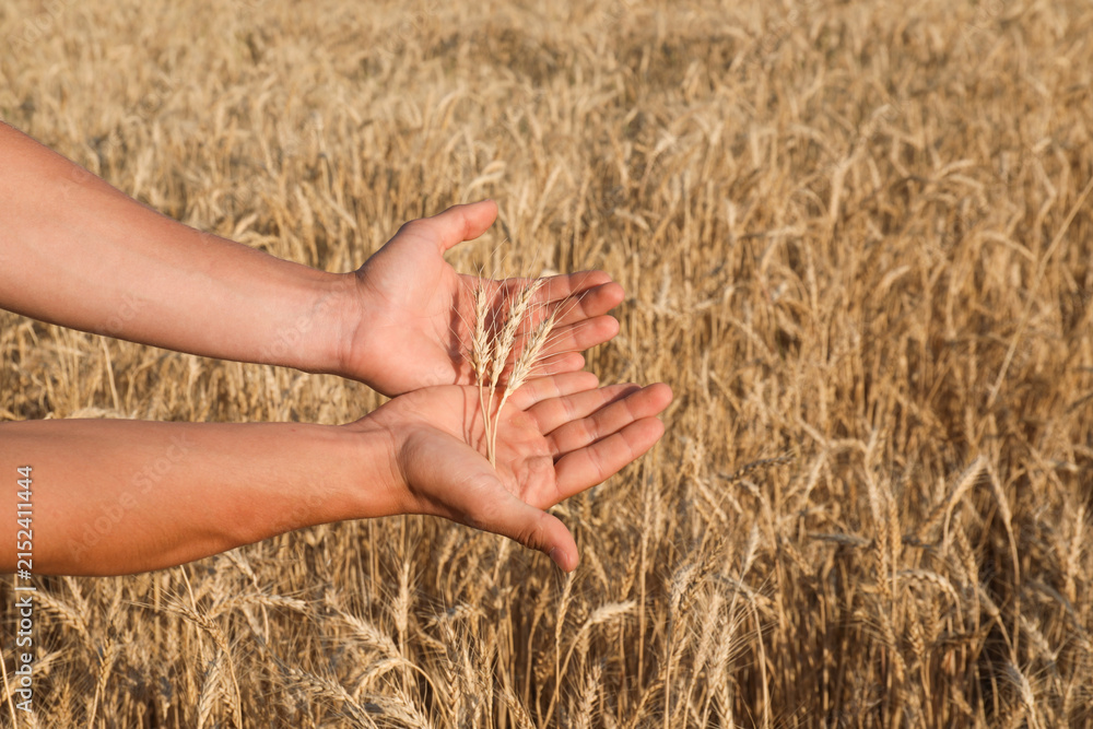 Fototapeta premium Man holding wheat spikes in field, closeup. Space for text
