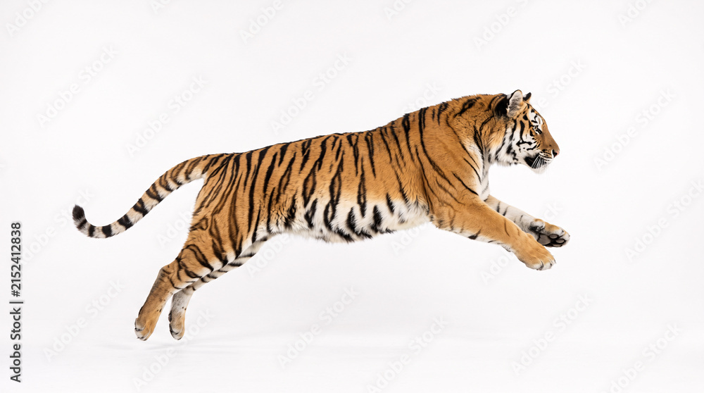 Fototapeta premium Majestic Siberian tiger captured mid-leap against a pristine white background, showcasing its powerful agility and striking striped coat.