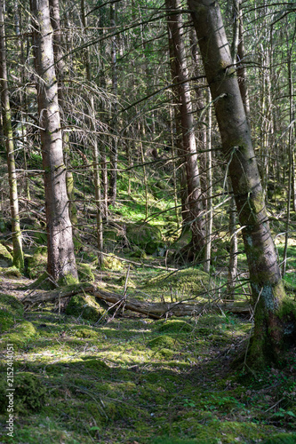 Trees in a forest in sunlight
