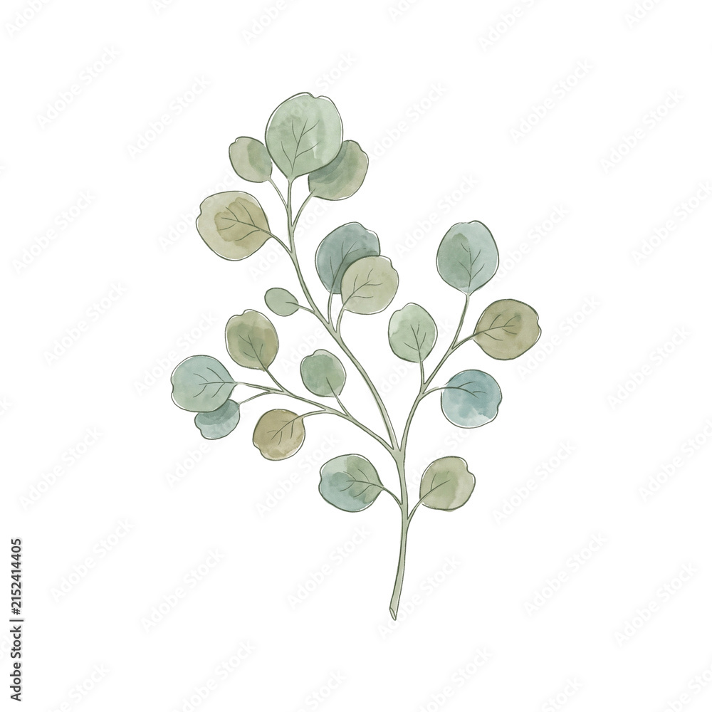 Obraz premium Watercolor Branch with Rounded Blue Green Leaves