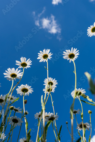 Oxeye daisies viewed from below, looking up at the  sky.