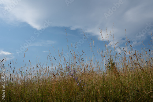Grasses in a field against a blue sky