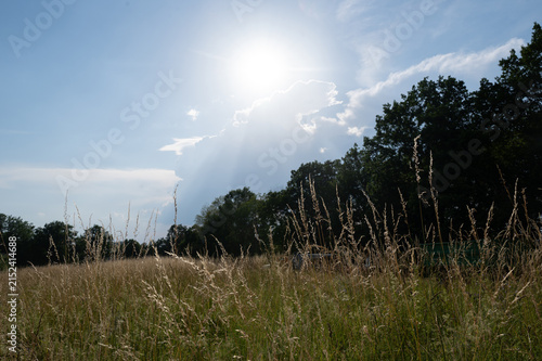 Grasses in a field in the light of the brilliant sun against a blue sky