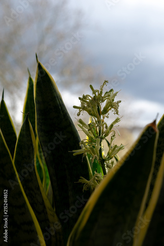 Sansevieria plant with blossom
