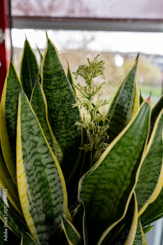 Sansevieria plant with blossom