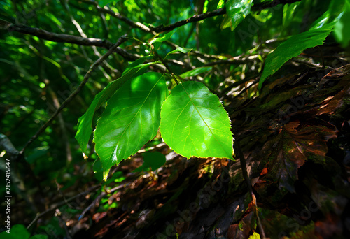 Fresh green leaves on tree ...