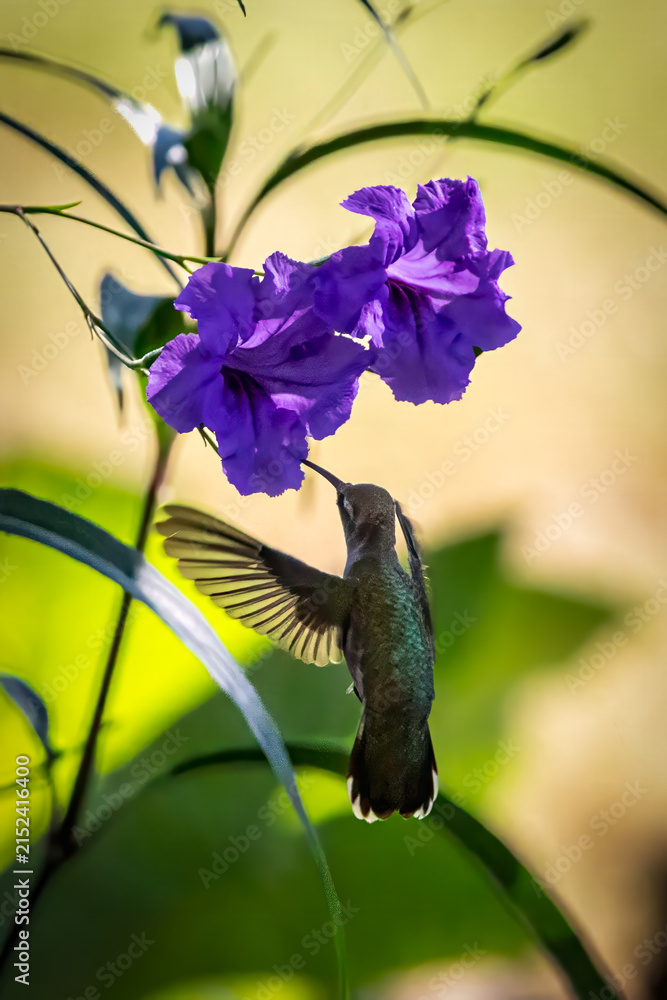Fototapeta premium Hummingbird feeding on a flower
