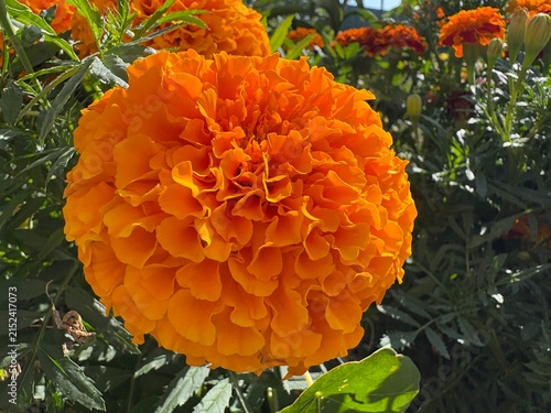 Orange and red marigold flowers blooming in a sunny garden with green buds