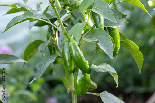 Ripe green jalapeno hot peppers hanging on a plant branch surrounded by leaves in a garden. Homegrown organic vegetable cultivation, agriculture and summer harvest season concept.