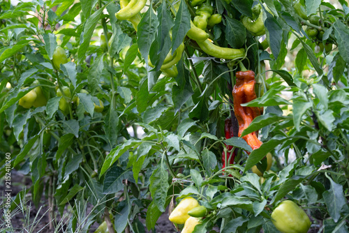 Sweet peppers in various stages of ripening hanging on bushes in a garden. Yellow, green and red ripening peppers, home farming, organic cultivation and harvest concept.