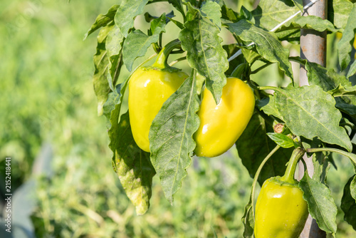 Ripe yellow sweet pepper growing on a bush surrounded by lush green foliage in a garden bed. Organic vegetable cultivation, home farming and summer harvest concept.