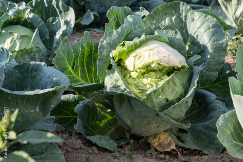Close up of cracked green cabbage head growing in garden soil. Damaged crop, overwatering effect, vegetable diseases, agriculture problem and harvesting concept.