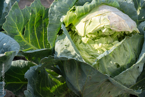 Close up of cracked green cabbage head growing in garden soil. Damaged crop, overwatering effect, vegetable diseases, agriculture problem and harvesting concept.