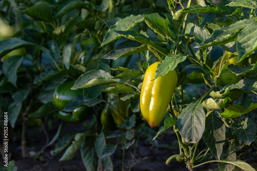Ripe yellow sweet pepper growing on a bush surrounded by lush green foliage in a garden bed. Organic vegetable cultivation, home farming and summer harvest concept.