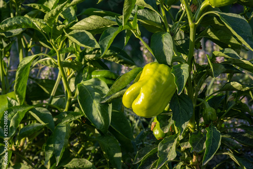 Ripe yellow sweet pepper growing on a bush surrounded by lush green foliage in a garden bed. Organic vegetable cultivation, home farming and summer harvest concept.