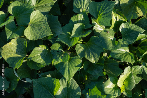 Dense green sweet potato leaves covering the garden bed under bright sunlight. Organic sweet potato foliage, plant background, agricultural growth and horticulture concept