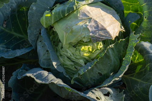 Close up of cracked green cabbage head growing in garden soil. Damaged crop, overwatering effect, vegetable diseases, agriculture problem and harvesting concept.