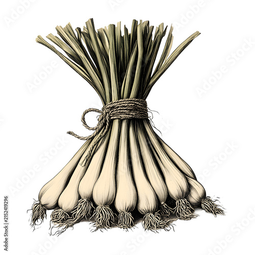 Vintage farm leek clipart with long layered green leaves and pale stalks in muted earthy tones. Antique botanical style for harvest, autumn, farm produce, food packaging and rustic kitchen designs.